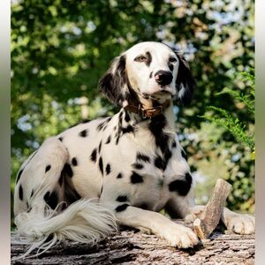 3/$30 Deer antler Dog chew - medium size